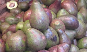 Avocados at market in Dodoma, Tanzania